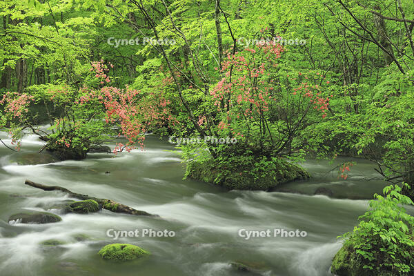 ヤマツツジ咲く新緑の奥入瀬 [GMA110011375]