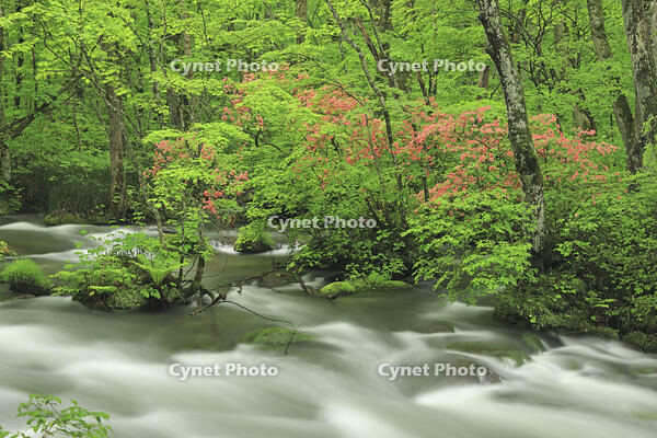 ヤマツツジ咲く新緑の奥入瀬 [GMA110011377]