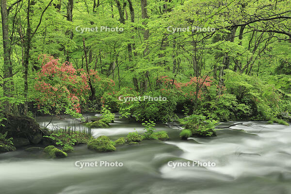 ヤマツツジ咲く新緑の奥入瀬 [GMA110011380]