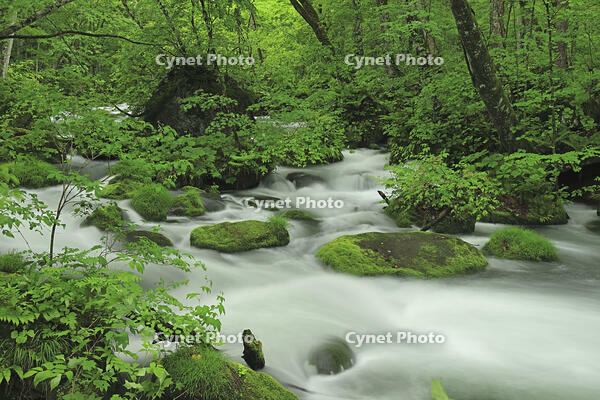 新緑の奥入瀬 [GMA110011381]