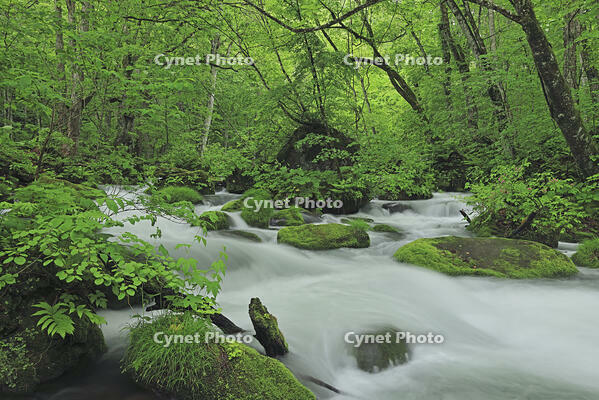 新緑の奥入瀬 [GMA110011383]