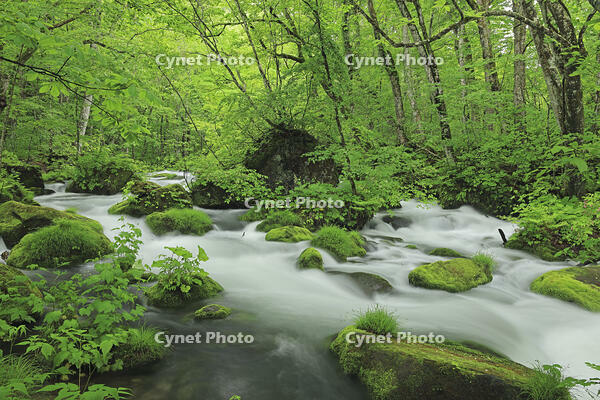 新緑の奥入瀬 [GMA110011384]