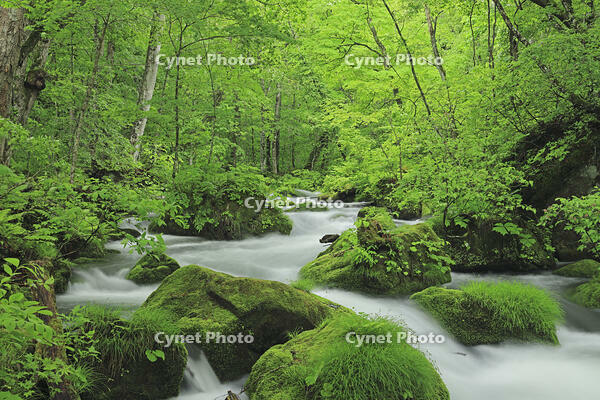 新緑の奥入瀬 [GMA110011386]