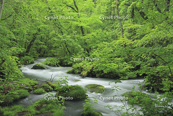 新緑の奥入瀬 [GMA110011388]