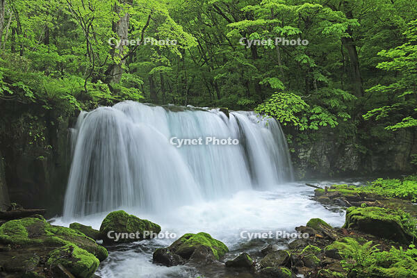 新緑の奥入瀬の銚子大滝 [GMA110011390]