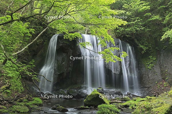 新緑の達沢不動滝 [GMA110011416]