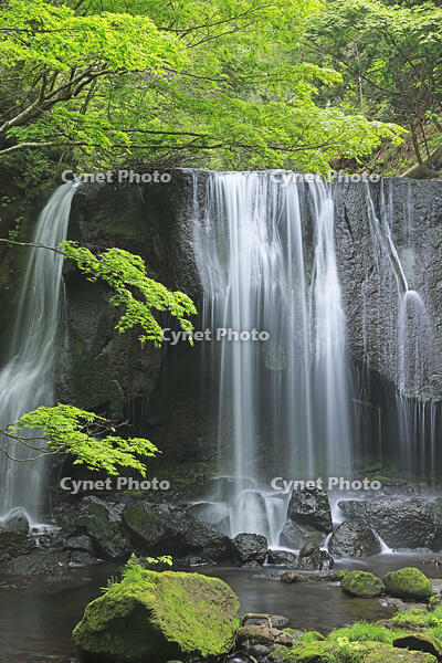 新緑の達沢不動滝 [GMA110011419]