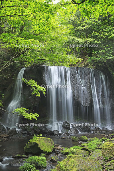 新緑の達沢不動滝 [GMA110011420]