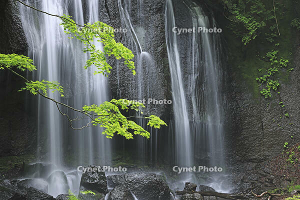 新緑の達沢不動滝 [GMA110011423]