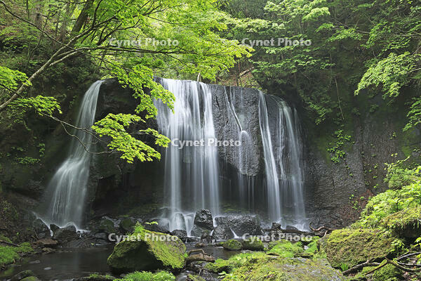 新緑の達沢不動滝 [GMA110011424]