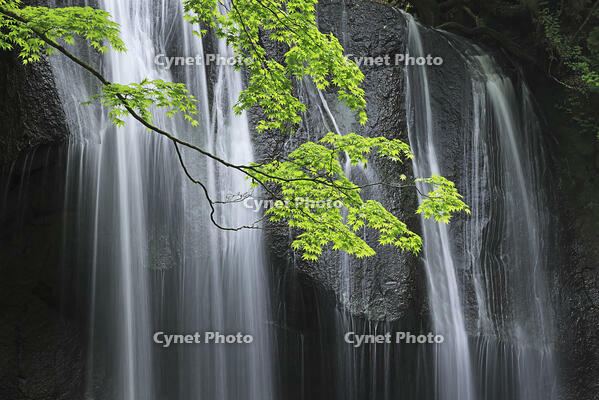 新緑の達沢不動滝 [GMA110011425]