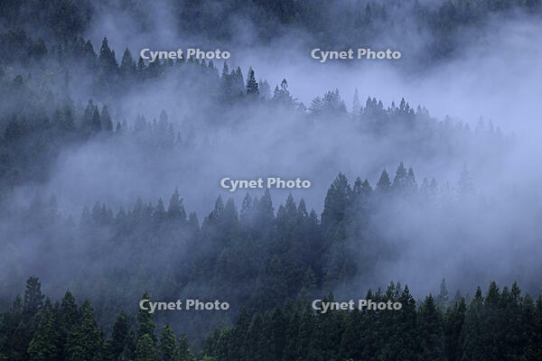 霧の只見川沿いの森 [GMA110011437]