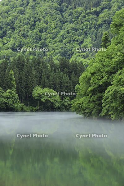 只見川の霧の霧幻峡 [GMA110011445]
