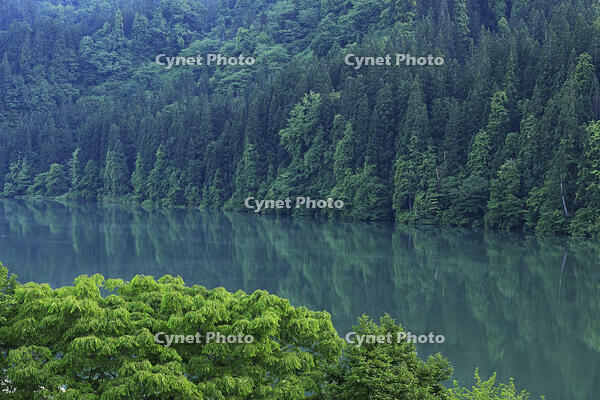 朝の只見川 [GMA110011448]