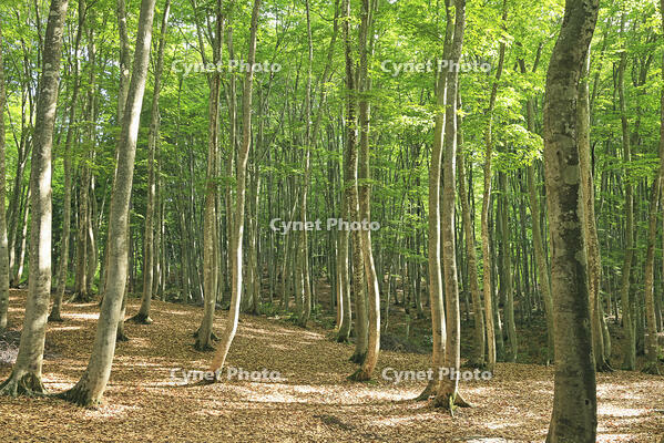 美人林の新緑のブナ [GMA110011471]