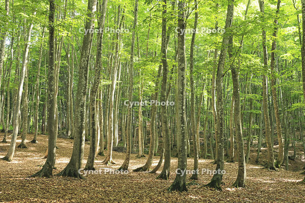 美人林の新緑のブナ [GMA110011472]