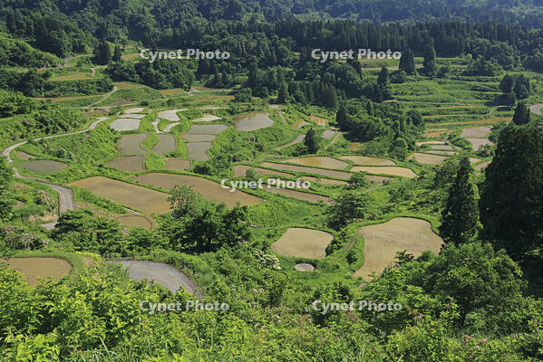 星峠の棚田 [GMA110011473]