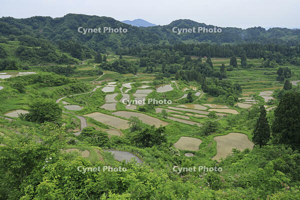 星峠の棚田 [GMA110011474]