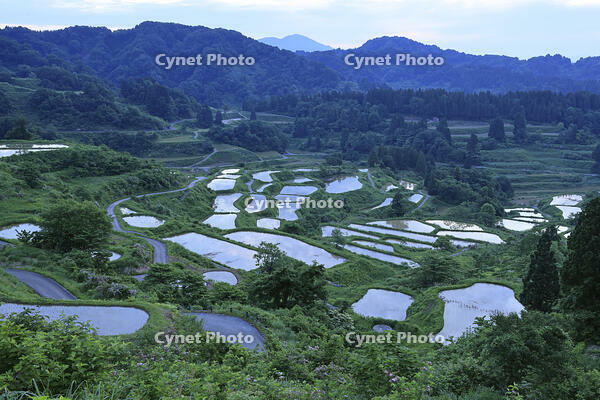 夜明けの星峠の棚田 [GMA110011476]