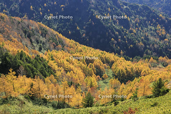 志賀高原のカラ松の紅葉 [GMA110011687]