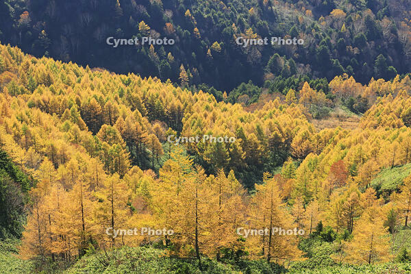 志賀高原のカラ松の紅葉 [GMA110011688]