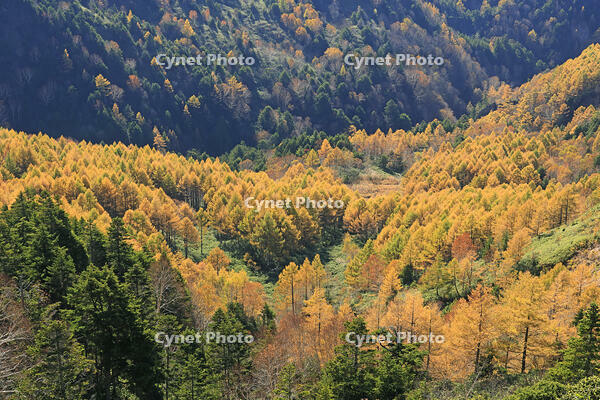 志賀高原のカラ松の紅葉 [GMA110011689]