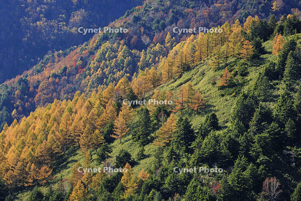 志賀高原のカラ松の紅葉 [GMA110011690]