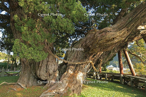 小豆島の宝生院のシンパク [GMA110011728]