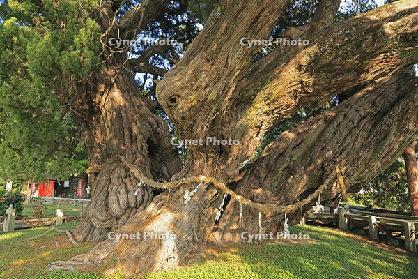 小豆島の宝生院のシンパク [GMA110011729]