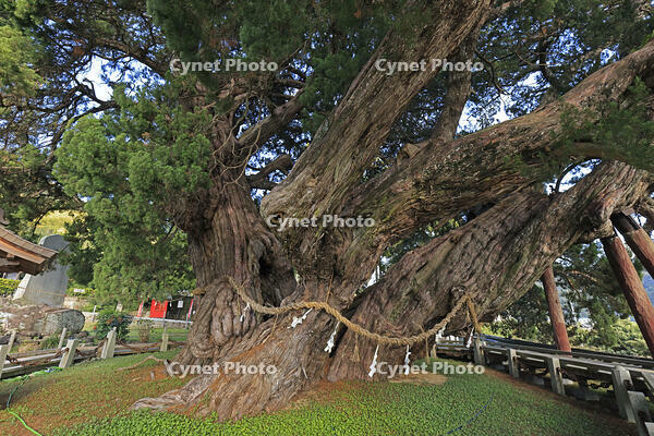 小豆島の宝生院のシンパク [GMA110011730]
