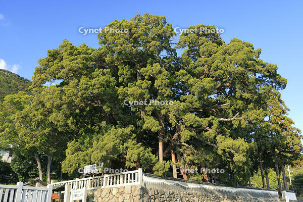 小豆島の宝生院のシンパク [GMA110011731]