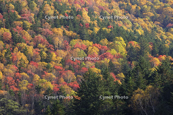 三国峠の紅葉 [GMA110011756]