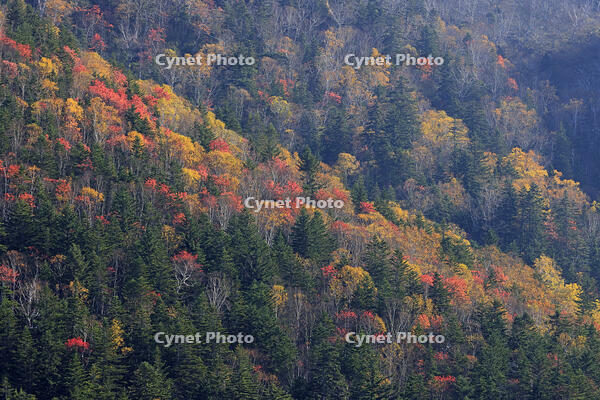 三国峠の紅葉 [GMA110011760]