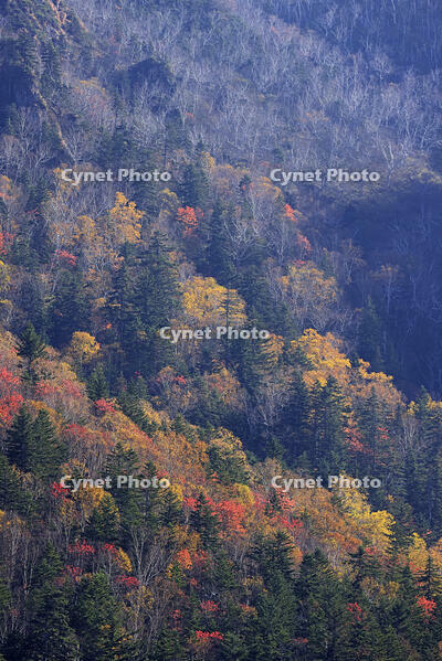 三国峠の紅葉 [GMA110011761]