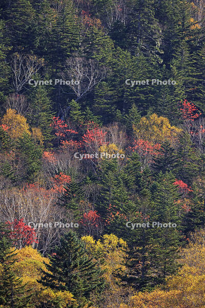 三国峠の紅葉 [GMA110011762]