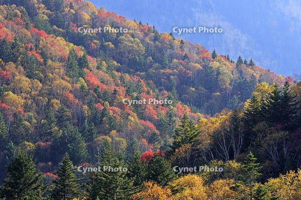 三国峠の紅葉 [GMA110011765]
