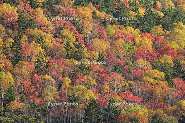 三国峠の紅葉 [GMA110011766]