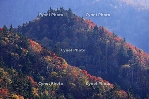 三国峠の紅葉 [GMA110011768]