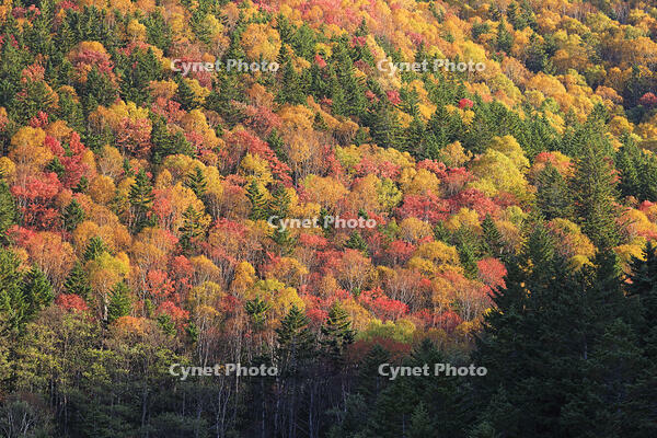 三国峠の紅葉 [GMA110011769]