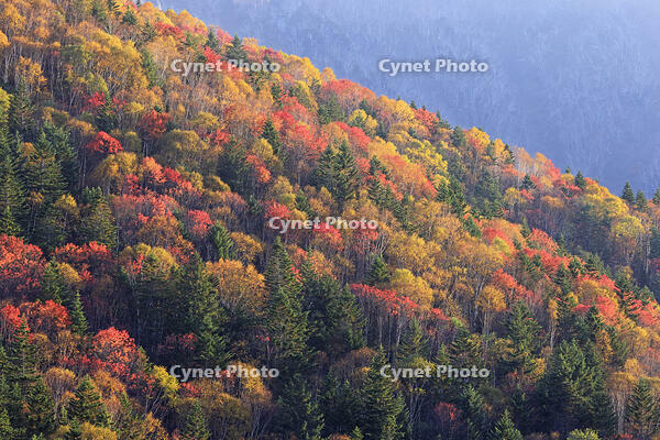 三国峠の紅葉 [GMA110011770]