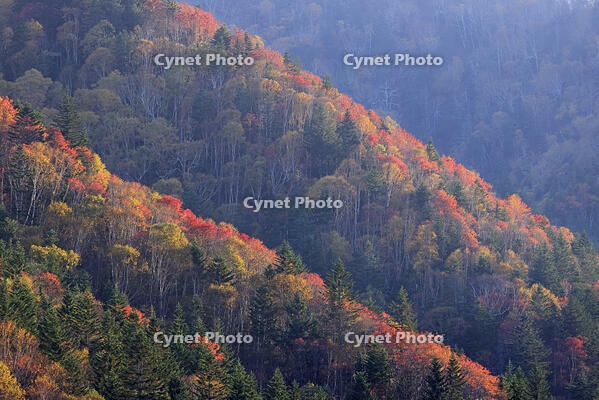 三国峠の紅葉 [GMA110011771]
