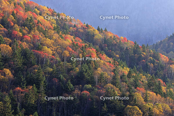 三国峠の紅葉 [GMA110011772]