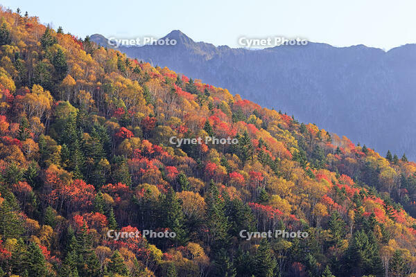三国峠の紅葉 [GMA110011773]