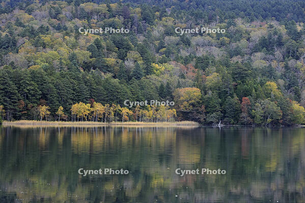 紅葉するオンネトー湖畔 [GMA110011798]