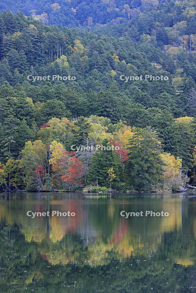 紅葉するオンネトー湖畔 [GMA110011801]