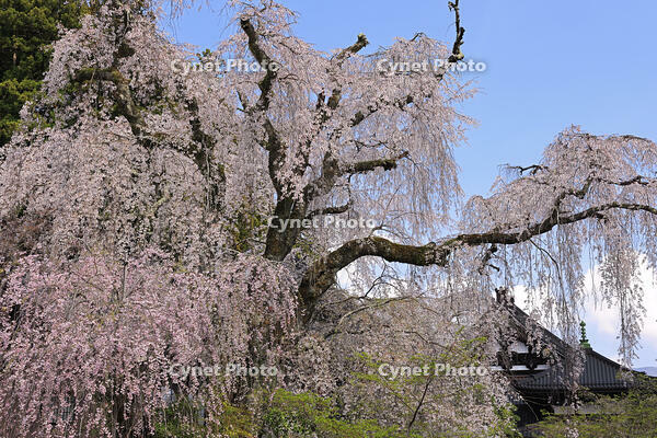 久遠寺の枝垂れ桜 [GMA110011931]