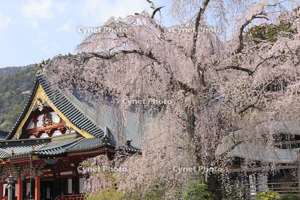 久遠寺の枝垂れ桜 [GMA110011932]