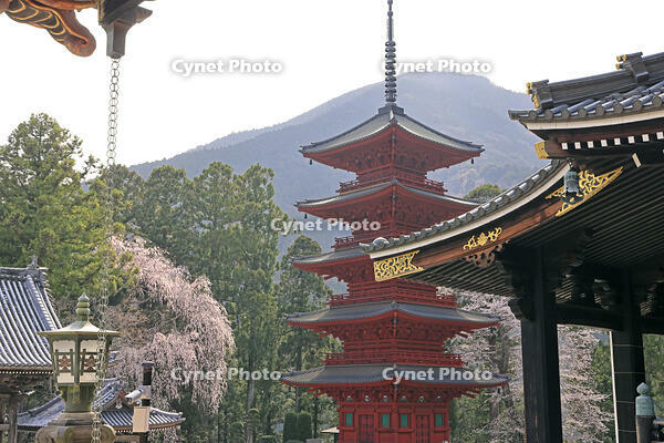 久遠寺の五重塔と桜 [GMA110011933]