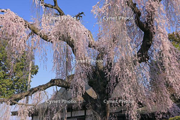 慈雲寺の枝垂れ桜 [GMA110011940]