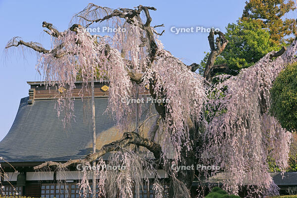 慈雲寺の枝垂れ桜 [GMA110011941]